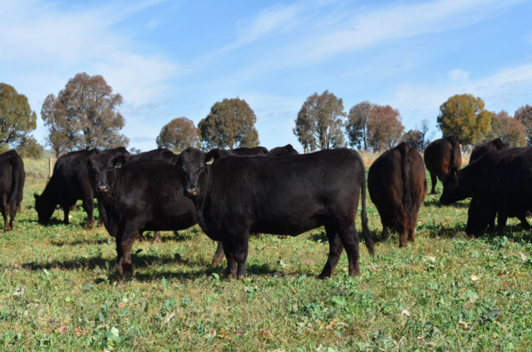 Bongongo Angus Females – Bongongo Angus